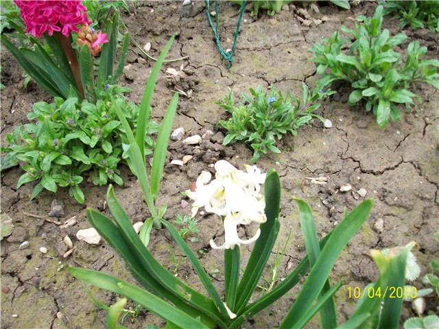 zumbul -lat. hyacinthus 